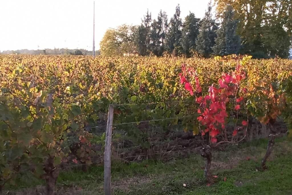 Chateau Roseyrol Proche Saint-Emilion Esterno foto